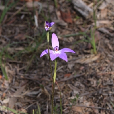 Glossodia major (Wax Lip Orchid) at Canberra Central, ACT - 9 Oct 2016 by petersan