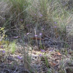 Glossodia major at Canberra Central, ACT - 9 Oct 2016