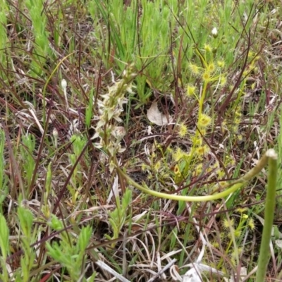 Prasophyllum petilum (Tarengo Leek Orchid) at Hall Cemetery - 9 Oct 2016 by NickWilson