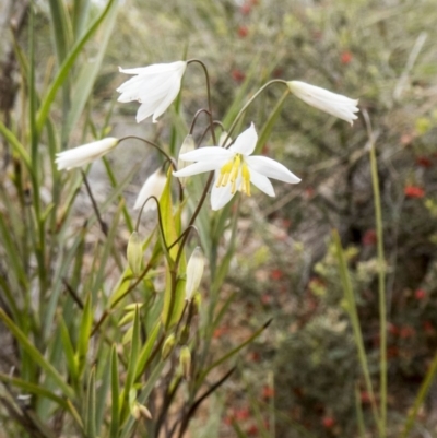 Stypandra glauca (Nodding Blue Lily) at Black Mountain - 9 Oct 2016 by Fefifofum