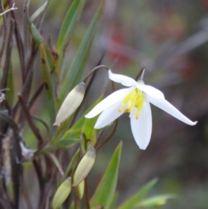 Stypandra glauca at Canberra Central, ACT - 9 Oct 2016