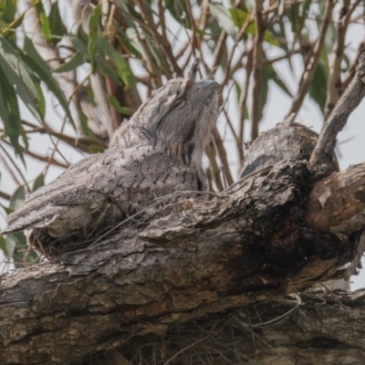 Podargus strigoides (Tawny Frogmouth) at Red Hill Nature Reserve - 9 Oct 2016 by Ratcliffe