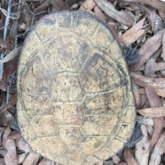 Chelodina longicollis (Eastern Long-necked Turtle) at Gungahlin, ACT - 10 Oct 2016 by CedricBear