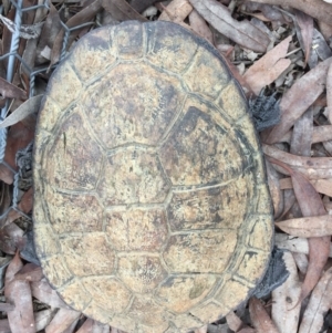 Chelodina longicollis at Gungahlin, ACT - 10 Oct 2016