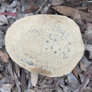 Chelodina longicollis at Gungahlin, ACT - 10 Oct 2016