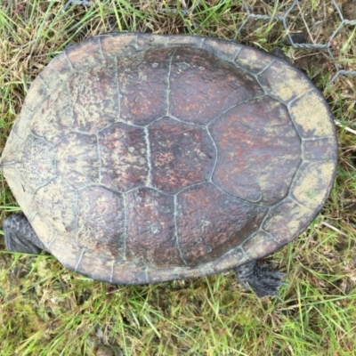 Chelodina longicollis (Eastern Long-necked Turtle) at Mulligans Flat - 10 Oct 2016 by CedricBear