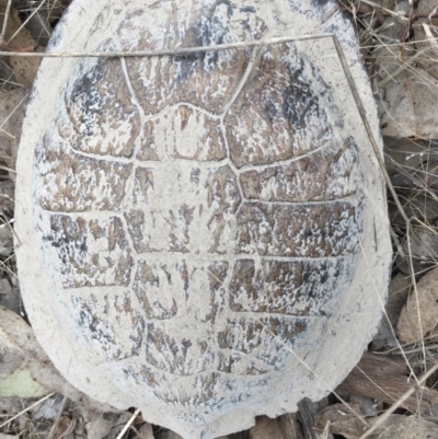 Chelodina longicollis (Eastern Long-necked Turtle) at Gungahlin, ACT - 10 Oct 2016 by CedricBear