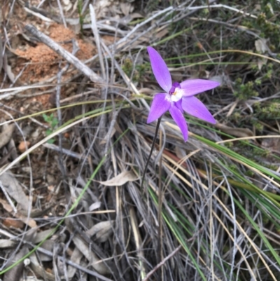 Glossodia major (Wax Lip Orchid) at Point 4338 - 9 Oct 2016 by Fefifofum