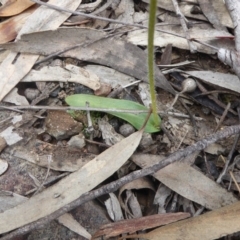 Glossodia major at Point 4338 - suppressed