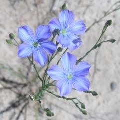 Linum marginale (Native Flax) at Kambah, ACT - 22 Oct 2009 by MatthewFrawley