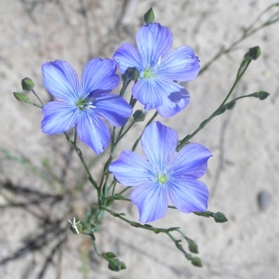 Linum marginale (Native Flax) at Mount Taylor - 21 Oct 2009 by MatthewFrawley
