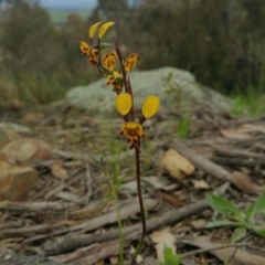 Diuris pardina (Leopard Doubletail) at Hawker, ACT - 10 Oct 2016 by nic.jario