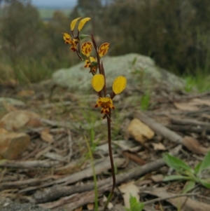 Diuris pardina at Hawker, ACT - 10 Oct 2016