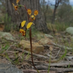 Diuris pardina at Hawker, ACT - 10 Oct 2016