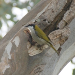 Melithreptus lunatus at Isaacs Ridge - 5 Oct 2016