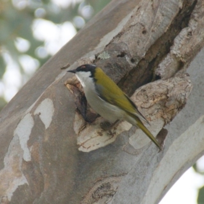 Melithreptus lunatus (White-naped Honeyeater) at Isaacs Ridge - 5 Oct 2016 by roymcd