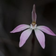 Caladenia fuscata (Dusky Fingers) at Bruce Ridge - 9 Oct 2016 by Chaddy