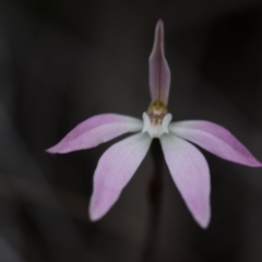 Caladenia fuscata (Dusky Fingers) at Bruce, ACT - 9 Oct 2016 by Chaddy