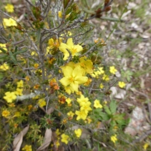 Hibbertia calycina at Red Hill, ACT - 9 Oct 2016