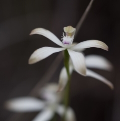 Caladenia ustulata (Brown Caps) at Bruce, ACT - 9 Oct 2016 by Chaddy