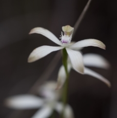 Caladenia ustulata (Brown Caps) at Bruce Ridge - 9 Oct 2016 by Chaddy