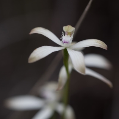 Caladenia ustulata (Brown Caps) at Bruce, ACT - 9 Oct 2016 by Chaddy