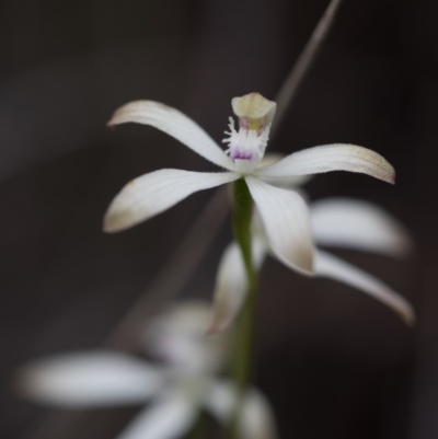 Caladenia ustulata (Brown Caps) at Bruce Ridge - 9 Oct 2016 by Chaddy