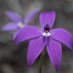 Glossodia major (Wax Lip Orchid) at Bruce, ACT - 9 Oct 2016 by Chaddy