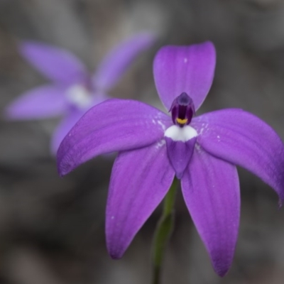 Glossodia major (Wax Lip Orchid) at Bruce Ridge - 9 Oct 2016 by Chaddy