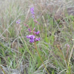 Swainsona monticola (Notched Swainson-Pea) at Molonglo River Reserve - 7 Jan 2016 by RichardMilner