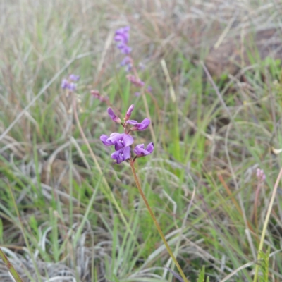 Swainsona monticola (Notched Swainson-Pea) at Molonglo, ACT - 7 Jan 2016 by RichardMilner