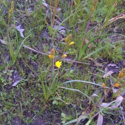 Bulbine bulbosa (Golden Lily, Bulbine Lily) at Symonston, ACT - 9 Oct 2016 by Mike