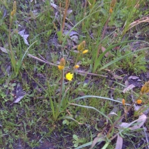 Bulbine bulbosa at Symonston, ACT - 9 Oct 2016