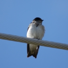 Petrochelidon nigricans (Tree Martin) at Fyshwick, ACT - 25 Aug 2016 by roymcd