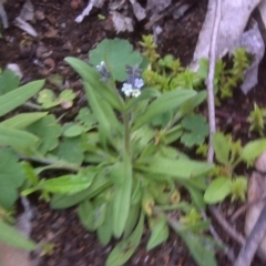 Myosotis discolor (Forget-me-not) at Mount Mugga Mugga - 9 Oct 2016 by Mike