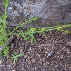 Galium gaudichaudii subsp. gaudichaudii (Rough Bedstraw) at Symonston, ACT - 9 Oct 2016 by Mike