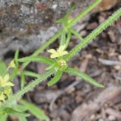 Galium gaudichaudii subsp. gaudichaudii at Symonston, ACT - 9 Oct 2016