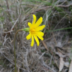 Microseris walteri (Yam Daisy, Murnong) at Gundaroo, NSW - 9 Jan 2016 by RichardMilner