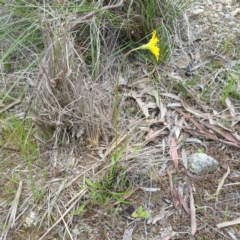 Microseris walteri at Gundaroo, NSW - 9 Jan 2016