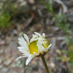 Brachyscome dentata (Lobe-Seed Daisy) at Bywong, NSW - 9 Jan 2016 by RichardMilner