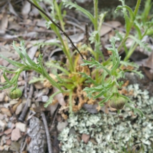 Brachyscome dentata at Bywong, NSW - 9 Jan 2016