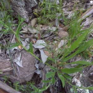 Hackelia suaveolens at Symonston, ACT - 9 Oct 2016 04:15 PM