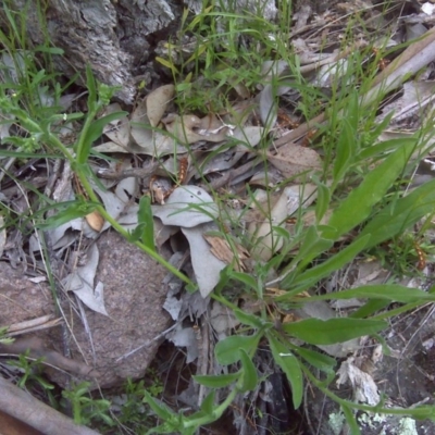 Hackelia suaveolens (Sweet Hounds Tongue) at Symonston, ACT - 9 Oct 2016 by Mike