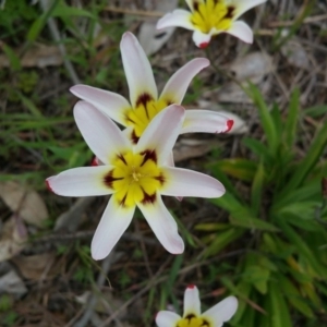 Sparaxis tricolor at Deakin, ACT - 10 Oct 2016 10:54 AM