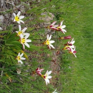 Sparaxis tricolor at Deakin, ACT - 10 Oct 2016 10:54 AM