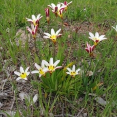 Sparaxis tricolor at Deakin, ACT - 10 Oct 2016 10:54 AM