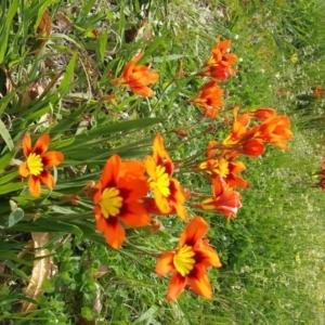 Sparaxis tricolor at Griffith, ACT - 7 Oct 2016 10:22 AM