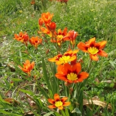 Sparaxis tricolor at Griffith, ACT - 7 Oct 2016