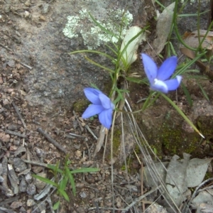 Wahlenbergia sp. at Symonston, ACT - 9 Oct 2016 04:13 PM