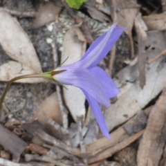 Wahlenbergia sp. at Symonston, ACT - 9 Oct 2016 04:13 PM